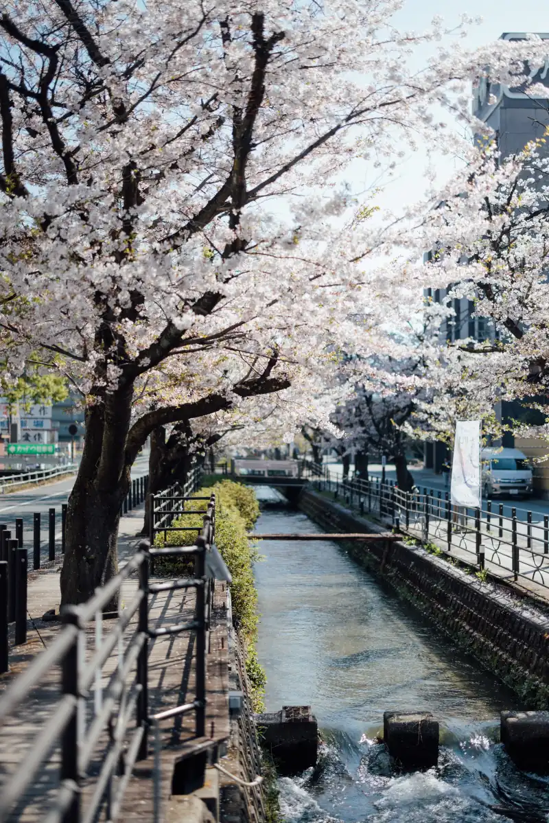 【さくら温泉通り】桜開花時