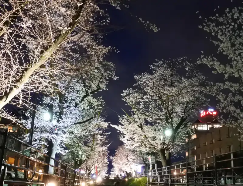 【さくら温泉通り】（桜開花時・夜）