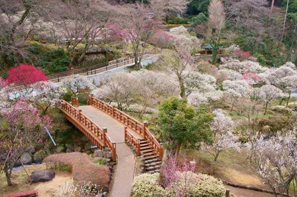 熱海梅園