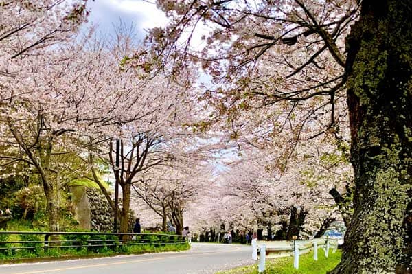 狩野川さくら公園