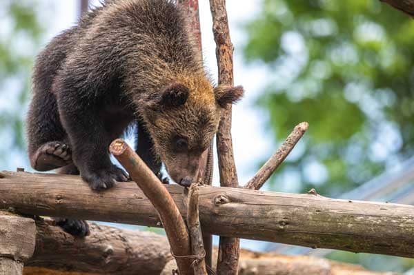 のぼりべつクマ牧場